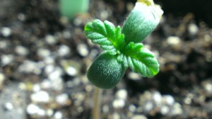 Heavy Micro Grow OMMP Oregon Medical Marijuana 19