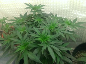Heavy Micro Grow OMMP Oregon Medical Marijuana 3