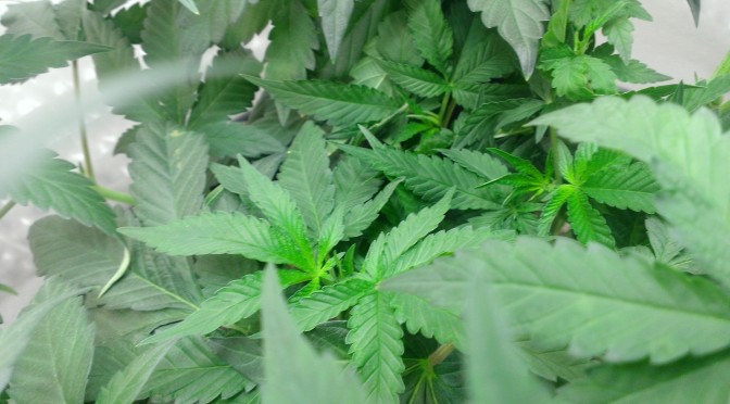 Heavy Micro Grow OMMP Oregon Medical Marijuana 6